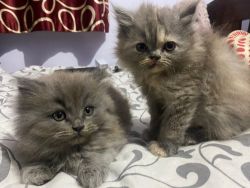 Persian kittens for sal