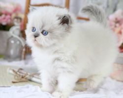 Himalayan Persian Kittens Available