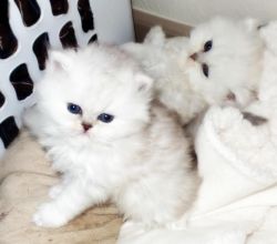 Two Tortie Persian kittens available
