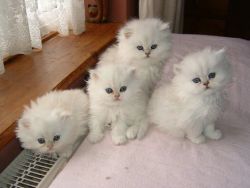 Persian Kittens Currently Available