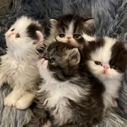 BELLEJOY SWEETHEARTS - EXOTIC AND PERSIAN KITTENS