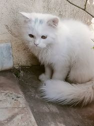 Persian cat doll face 6 months old