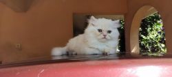 Persian Cat Kittens for sale