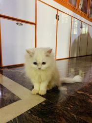 White cat,small age