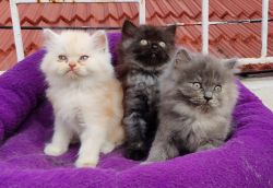 Persian kitten for sale 60days old