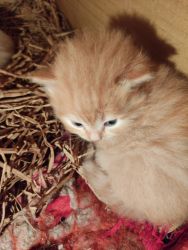 Persion cats for sale (female and male )