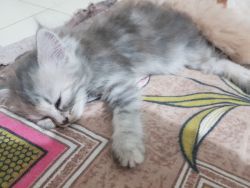 Want to sell perisan cat Kittens