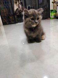 Persian breed kitten for sale