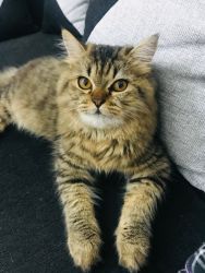 Persian kitty for sale