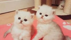 Outstanding Persians kittens for sale