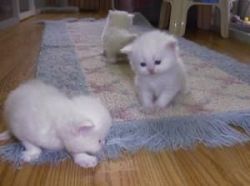 our playful Persian kitten for sale