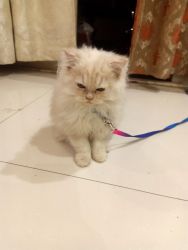 Persian Cat for sale : Need a pet lov