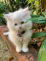 Three Gorgeous Persian Male Kittens Available in Bangalore