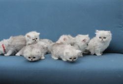 Persian Kittens Ready for New Homes.