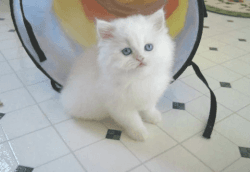 Male and Female Persian Kittens for sale