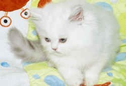 Available Persian Kitten Waiting