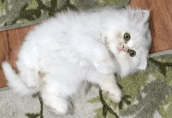 Persian Kitten Punch Face