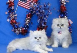 Little two Persian kittens for fosterers