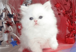 Persian Kittens.White Doll Persian Kittens