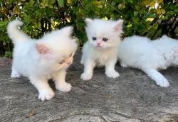 Persian kittens with blue eyes so fluffy