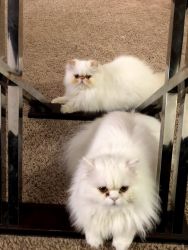 Purebred Persian Cats Bonded Pair Male and Female CFA Registered