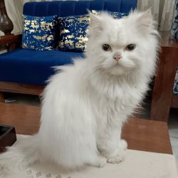 Persian Male Cat Very Beautiful 9 Months