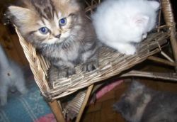PERSIAN CATS FOR SALE