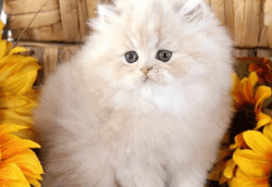 PERSIAN KITTENS FOR SALE,
