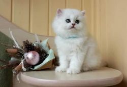 STUNNING PERSIAN KITTENS READY FOR SALE NOW