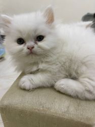 Persian punch face kitten