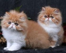 Persian Flatface and Dollface kittens