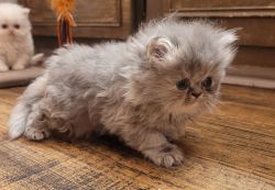 Registered Persian kittens