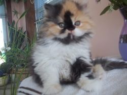 Classy Persian Kitten