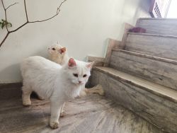 2 whole white Persian cat doll face , both litter and washroom trained