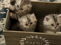 Persian Silver-Shaded Kittens