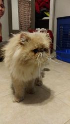 Persian kitty cat