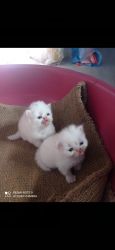 2 white and 1 gray persian kitten for sell