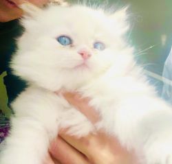 Doll-faced Persian kittens