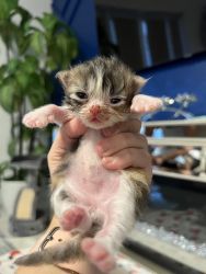 Persian kittens!