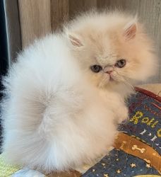 For Sale Purebred Persian Kitten