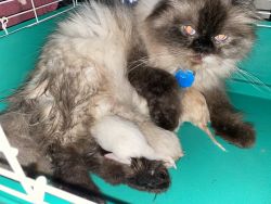 Purebred Persian kittens for sale