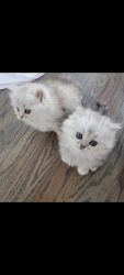 Silver chinchilla persians kittens
