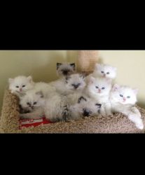 Dollface Persian kittens