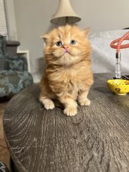 Orange Persian Kitten (Siberian Cross)