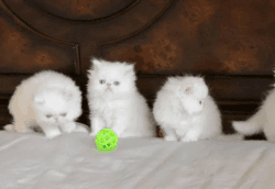 GORGEOUS HOME RAISED BLUE EYED WHITE PERSIAN KITTENS FOR SALE!