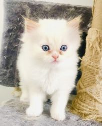 Persian Doll Faced Himalayan Kittens