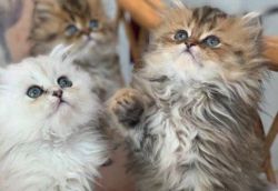 persian kittens ready for thier new homes