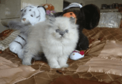 Charming Persian kittens available