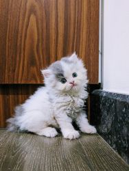 Sweet Male Persian kitten - 2Mos