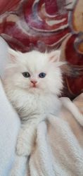 Persian Kittens Currently Available